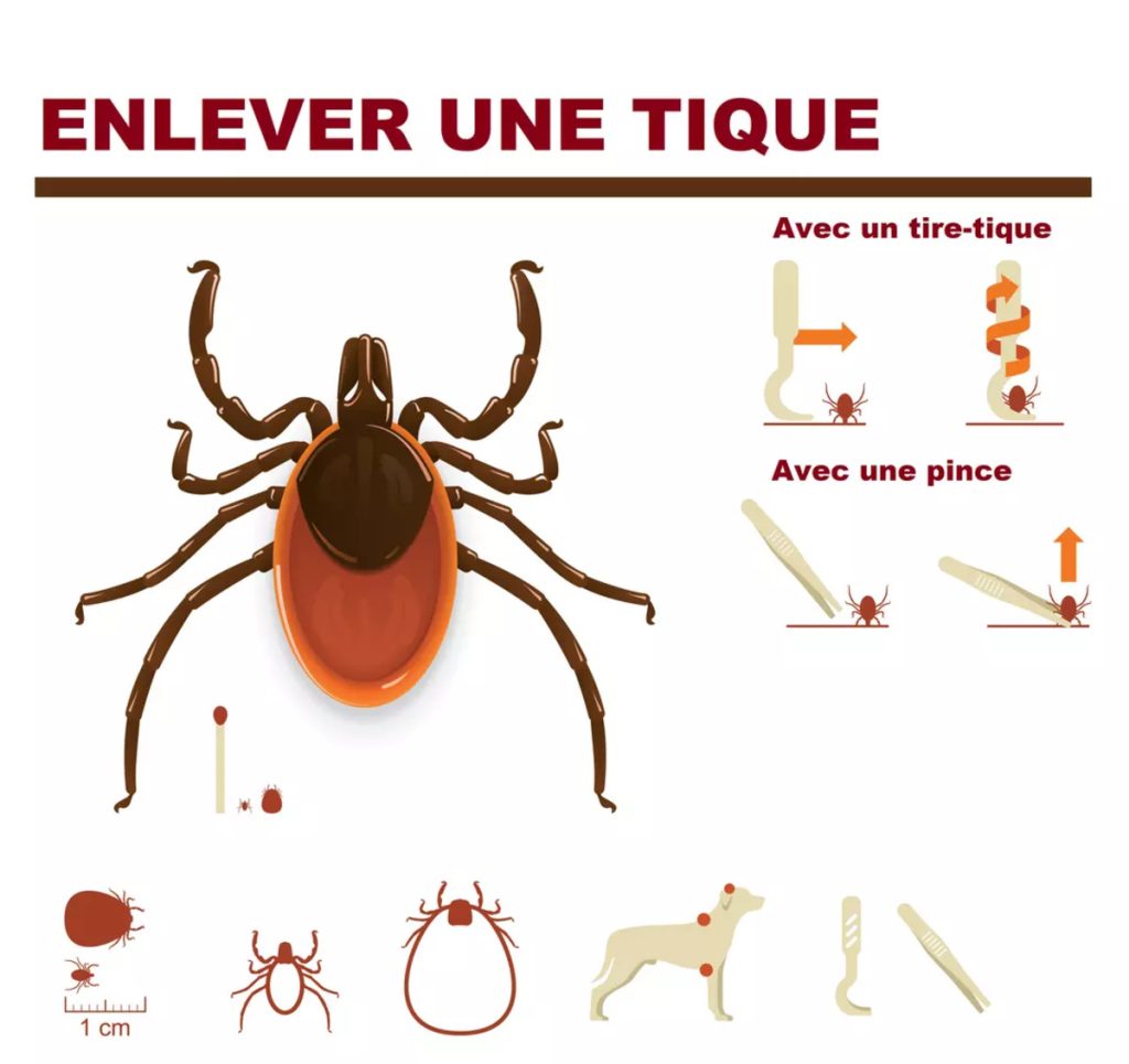 Comment enlever une tique d'une manière efficace ?