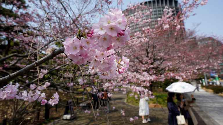 C'est maintenant le meilleur moment de l'année pour voir les arbres de fleur de cerisier de Tokyo en pleine floraison.